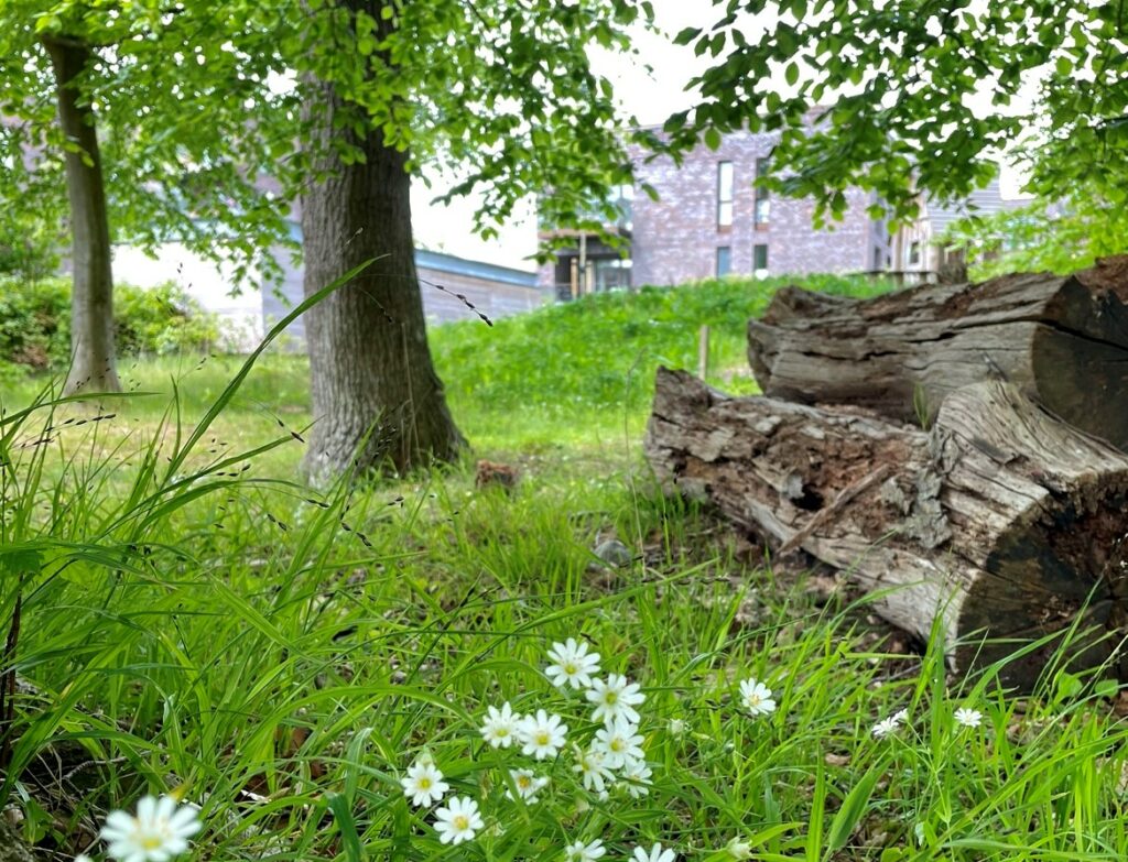 Biodiversitet på Skovhusene