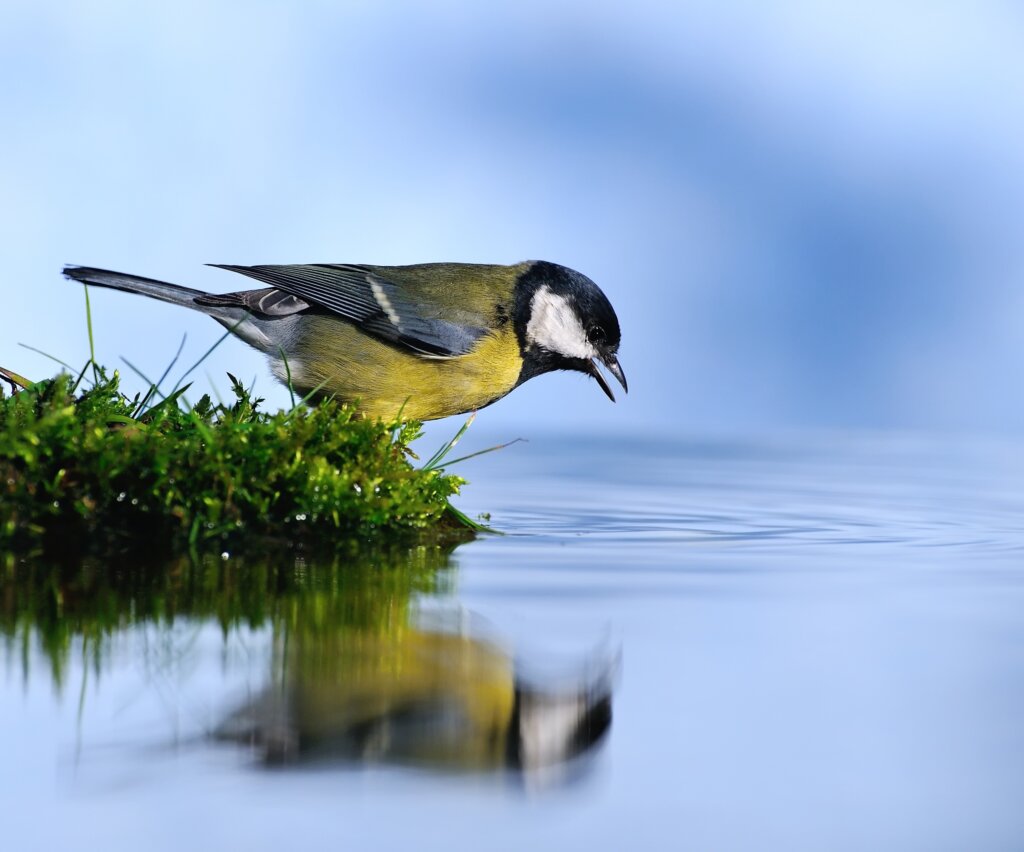Læs Raundahl og Moesbys guide til bedre Biodiversitet indenfor byggeriet.